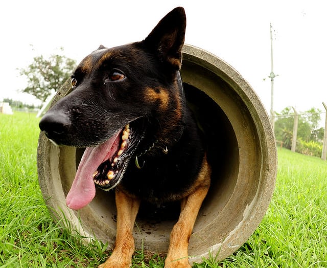 Dog Boarding 101: First Time Pet Parents