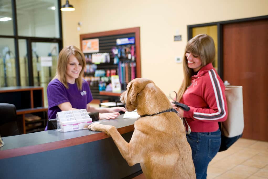 7 Tips to Finding a Good Dog Day Care