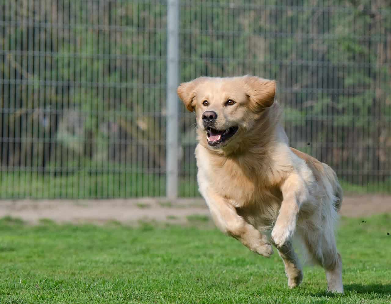 What to Look for When Touring a Pet Boarding Facility