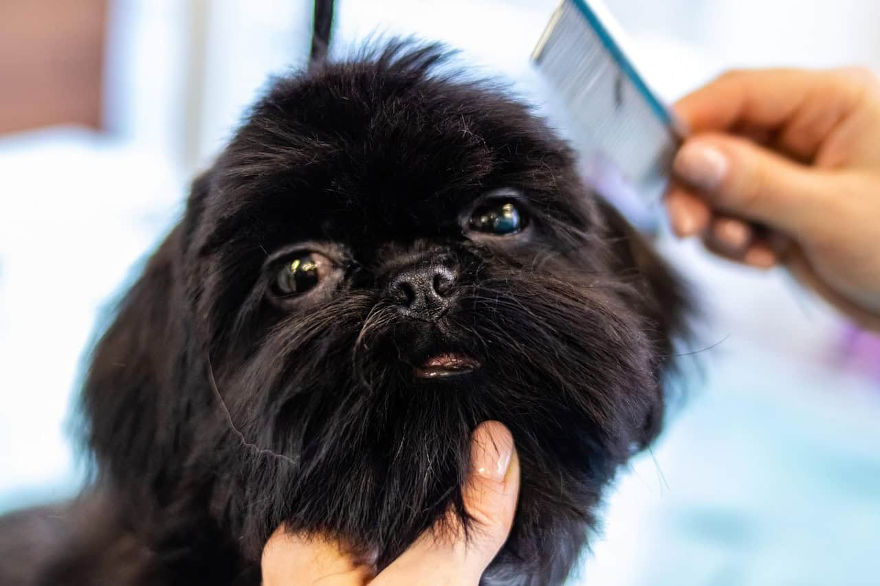 essential questions to ask before choosing a pet groomer