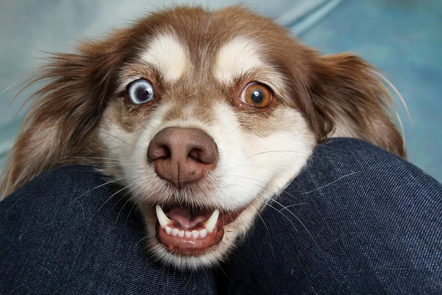 What Happens During a Full Day at Pet Day Care? Behind the Scenes