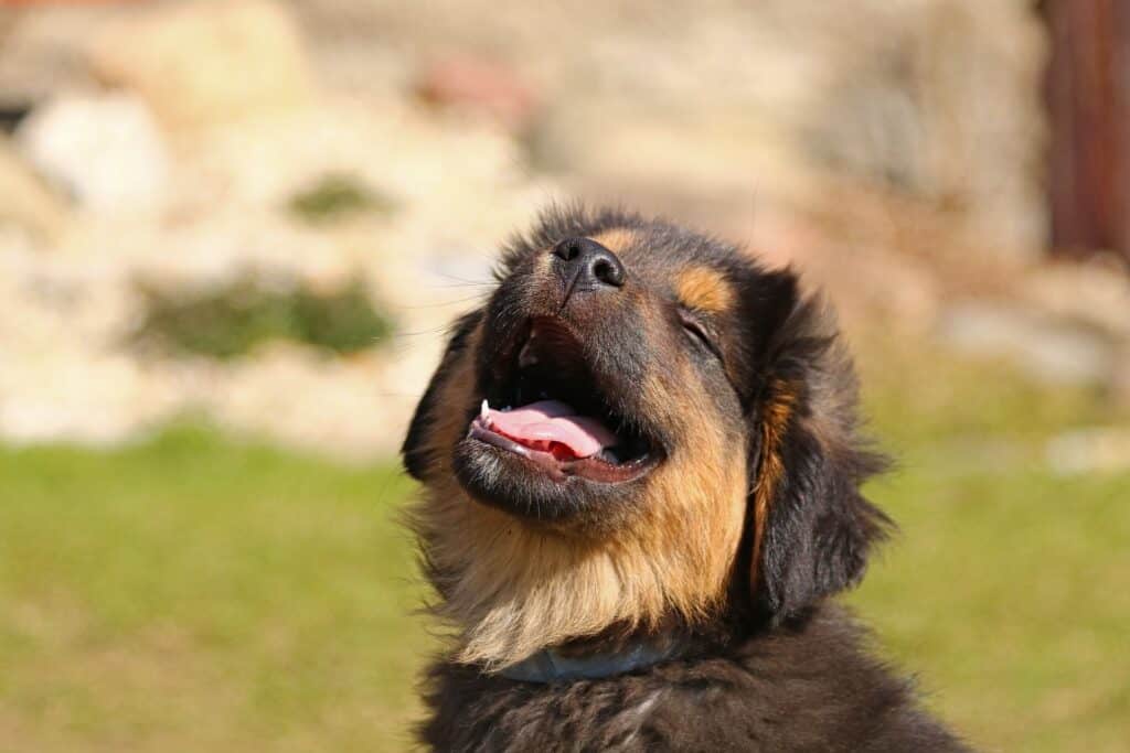 spring dangers for pets