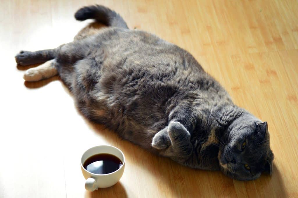 Pet Obesity