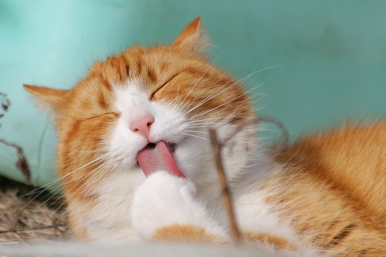 Cat Grooming 101: Everything You Need to Know About Getting Your Cat Groomed