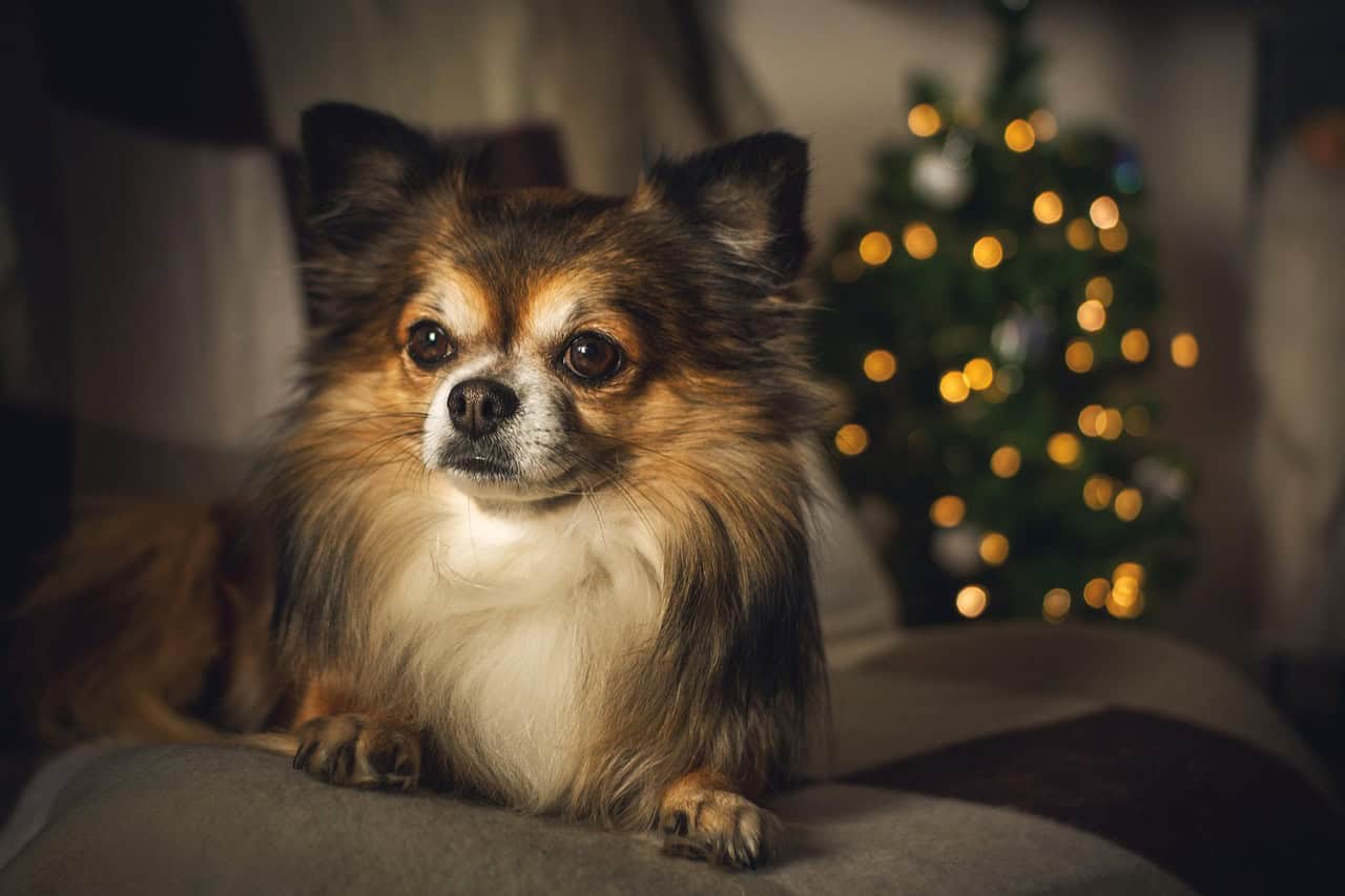 safe (and unsafe) holiday foods to feed your dog