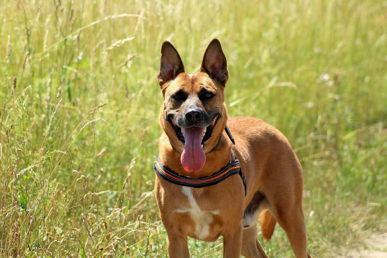 pet ownership in Cary, NC