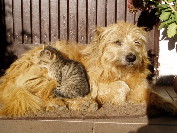 heartworm: what you need to know about prevention