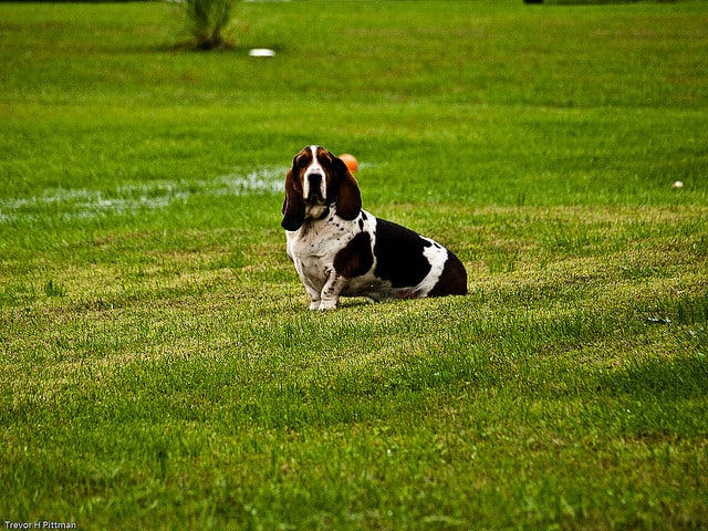 dog-friendly backyard ideas