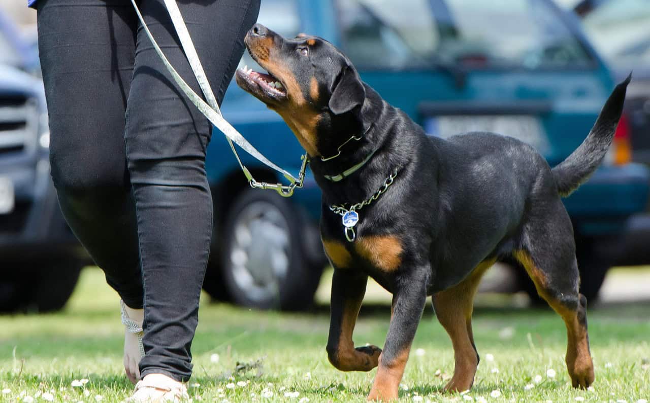 dog training classes in West Chester, Ohio