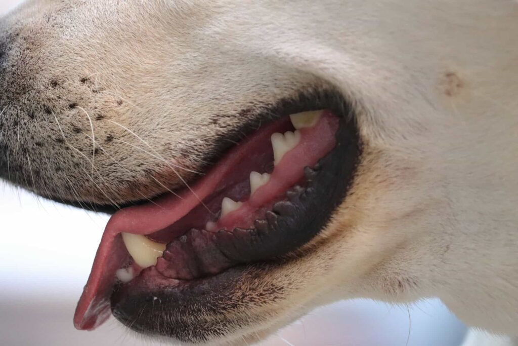 Why You Should Get Your Pet’s Teeth Cleaned