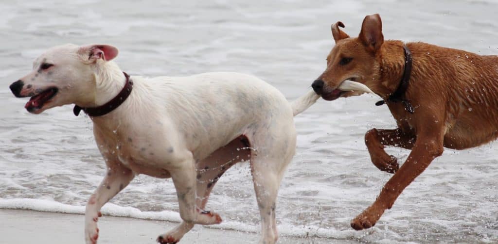 Tips on How to Socialize Your Dog