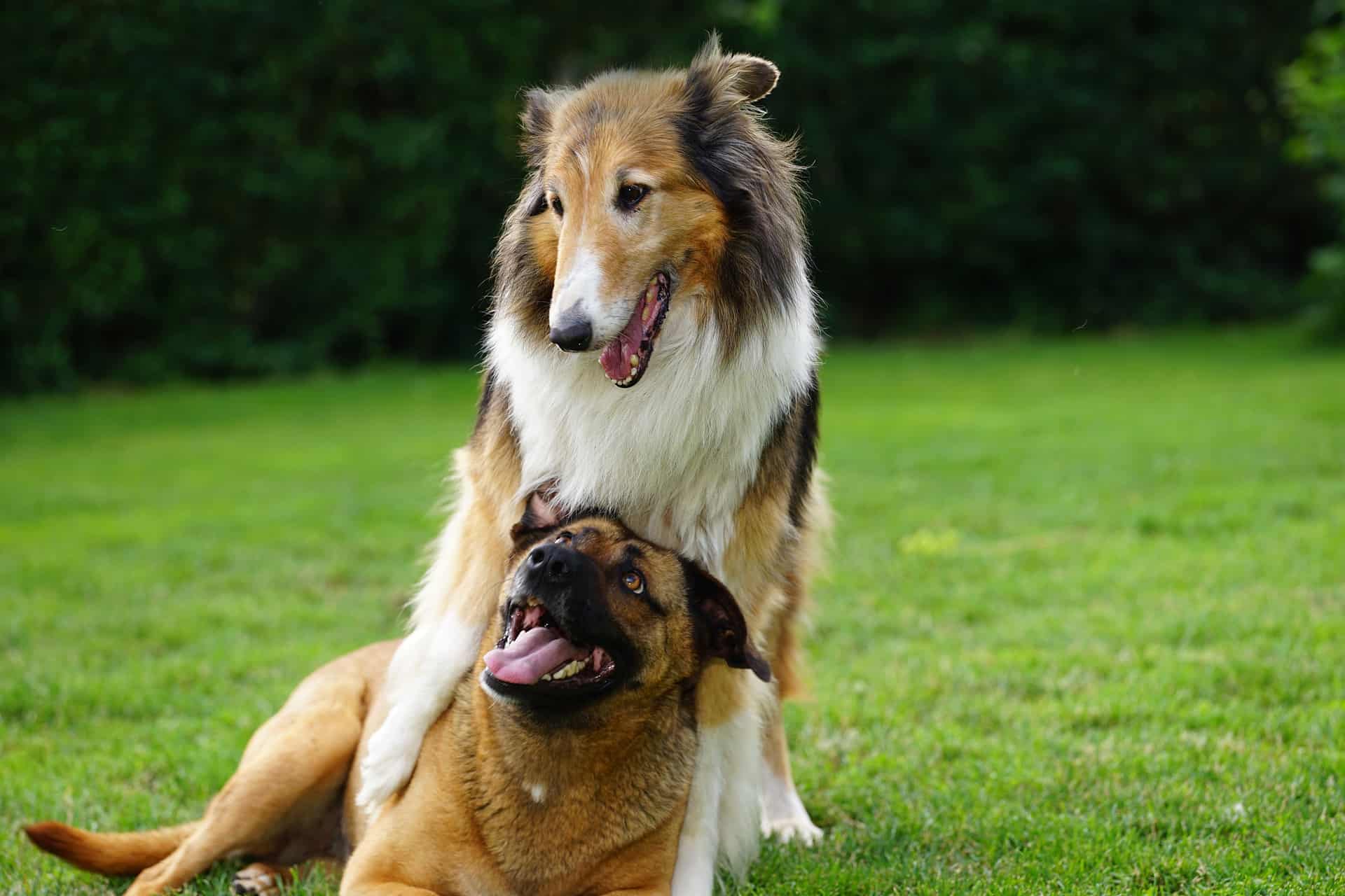Pet Boarding vs. Pet Daycare: The Benefits of Both!