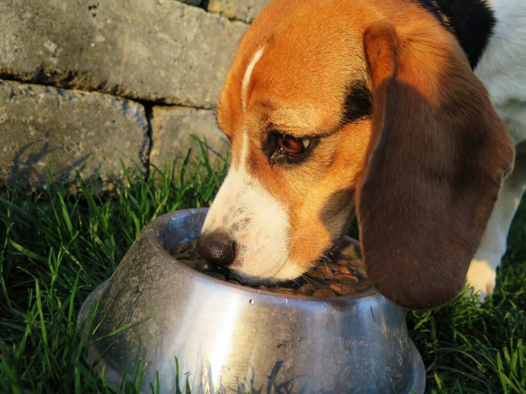 Pet Food Statistics and Trends