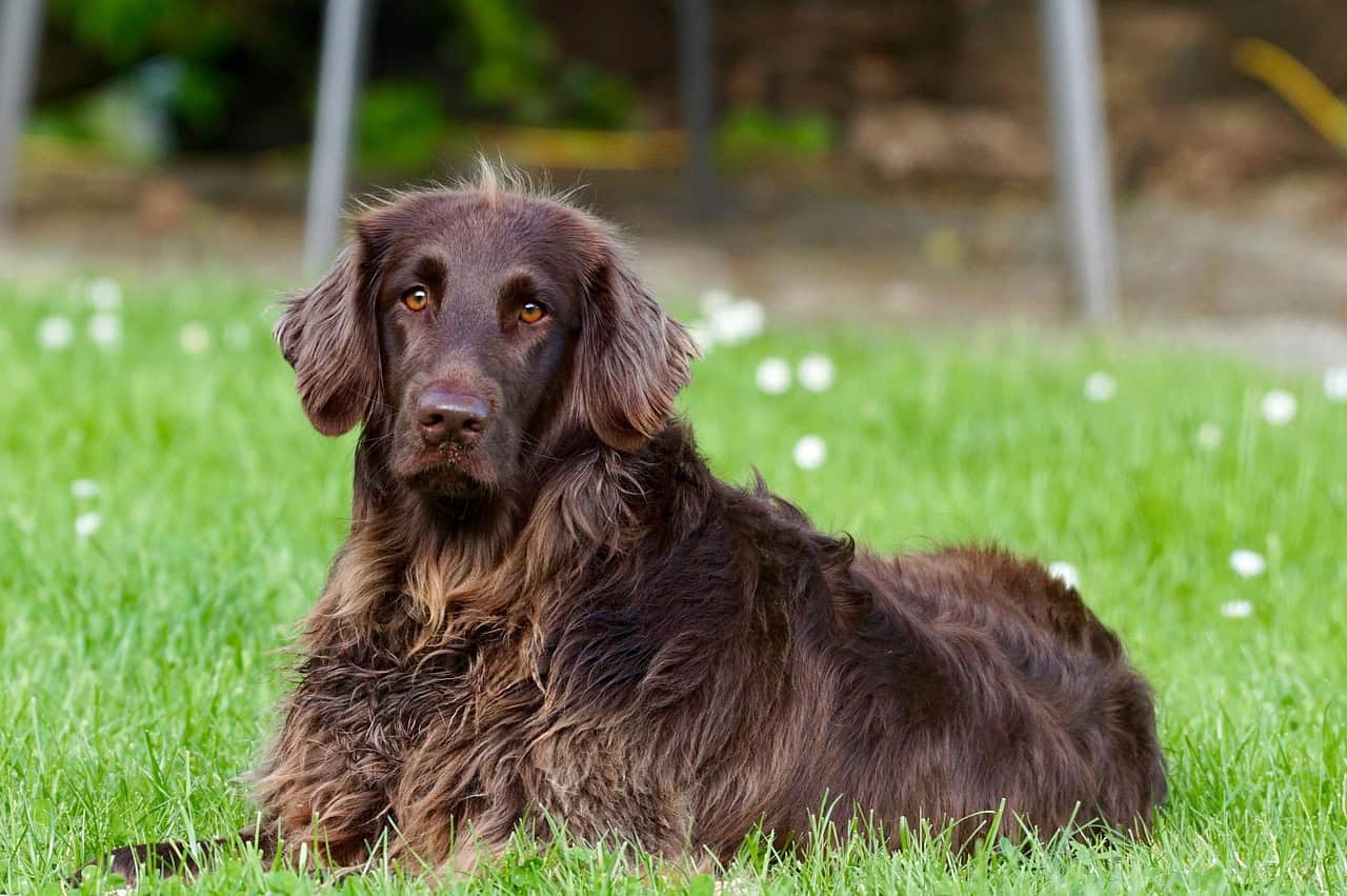 Owning a Dog in Cleveland: Everything You Need to Know
