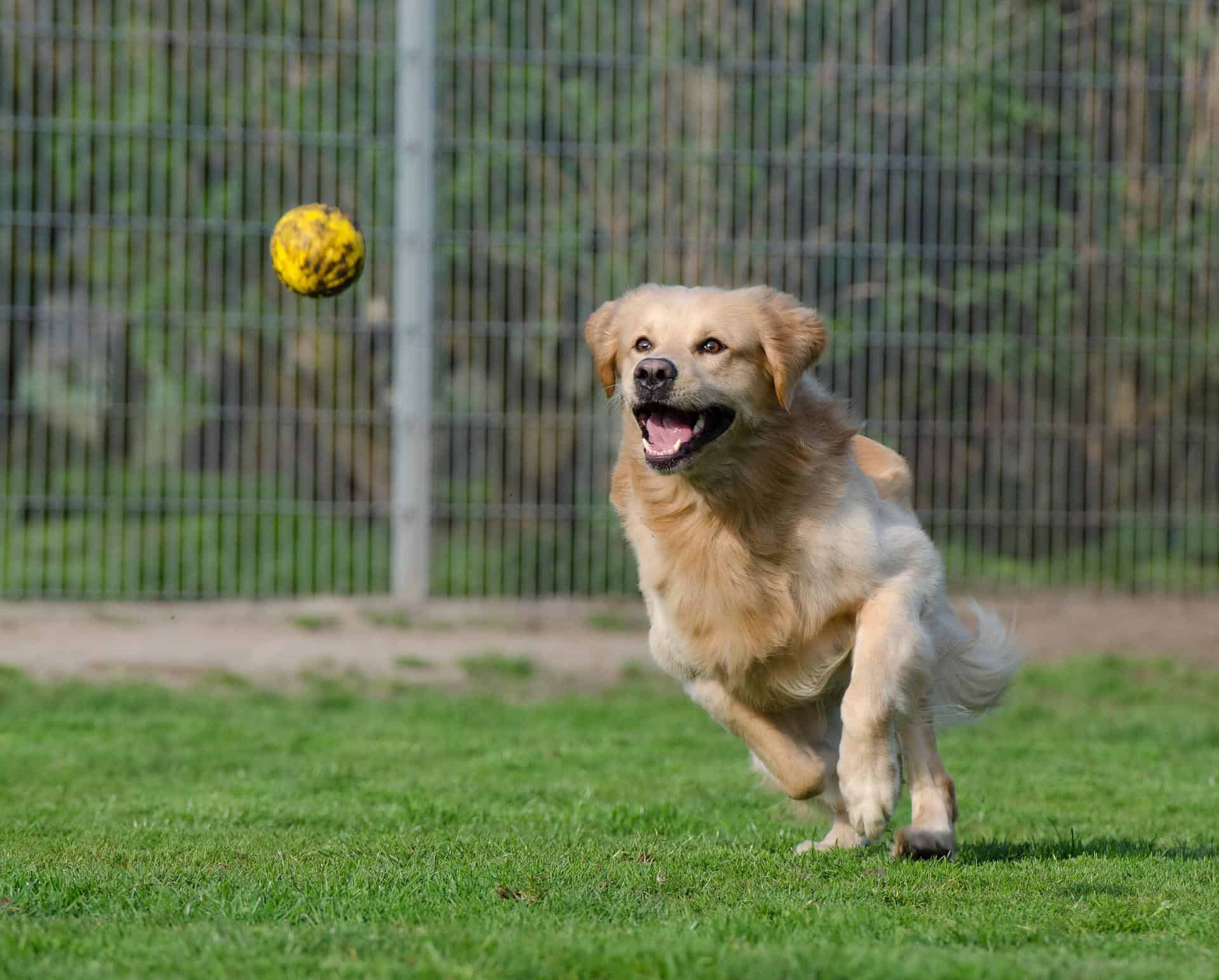 The Benefits of Dog Boarding