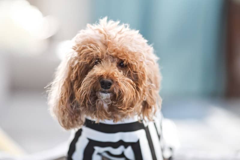 Halloween pet-safety tips