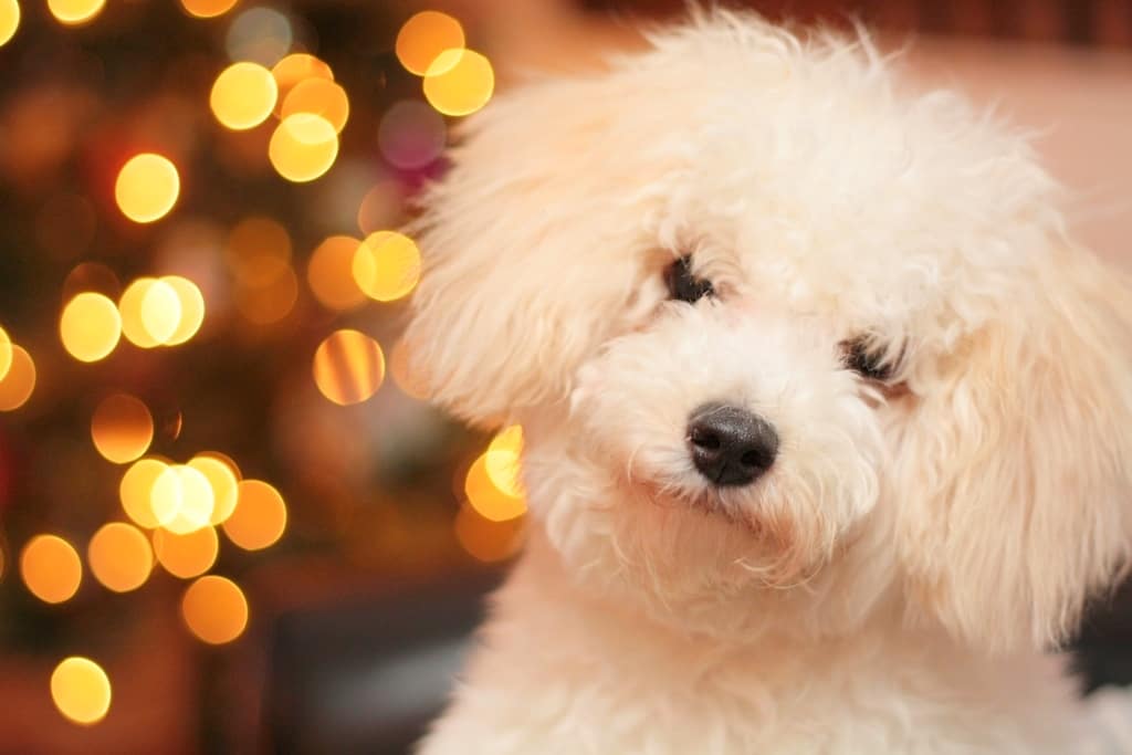 Holiday Puppy