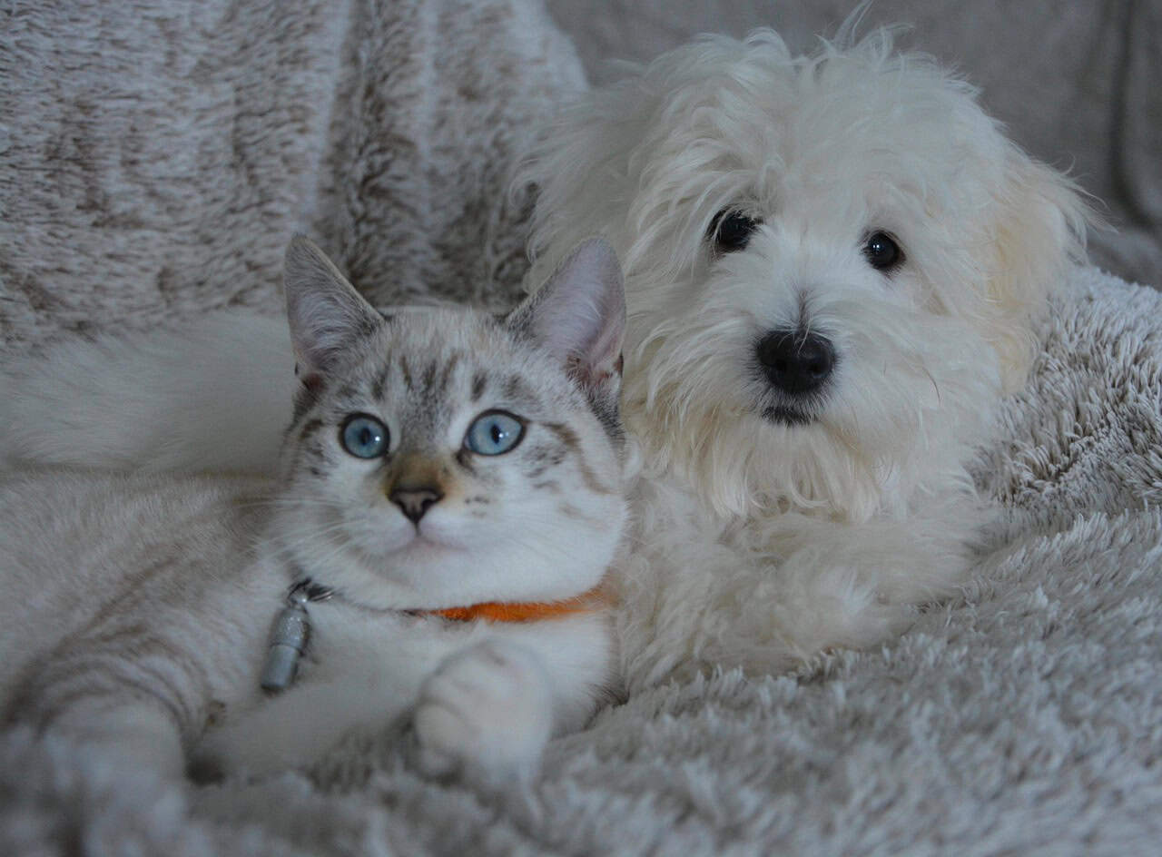 What Are the Hidden Costs of Pet Ownership?
