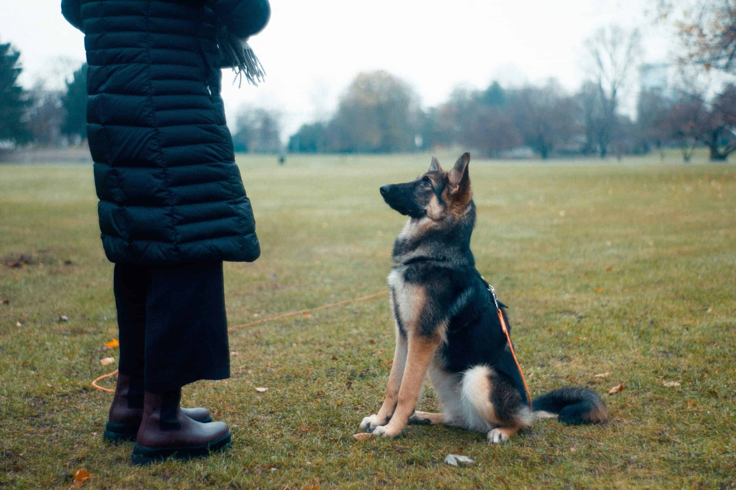 How to Prepare Your Dog for Obedience Training Classes
