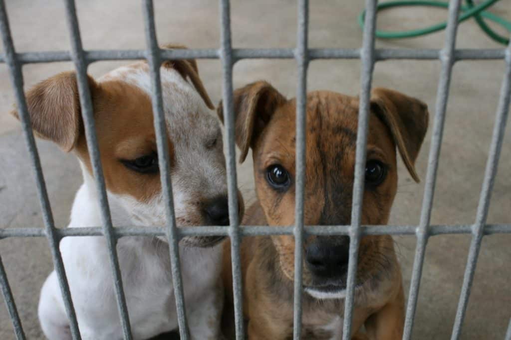Pet Boarding vs. Kenneling: What’s the Difference?