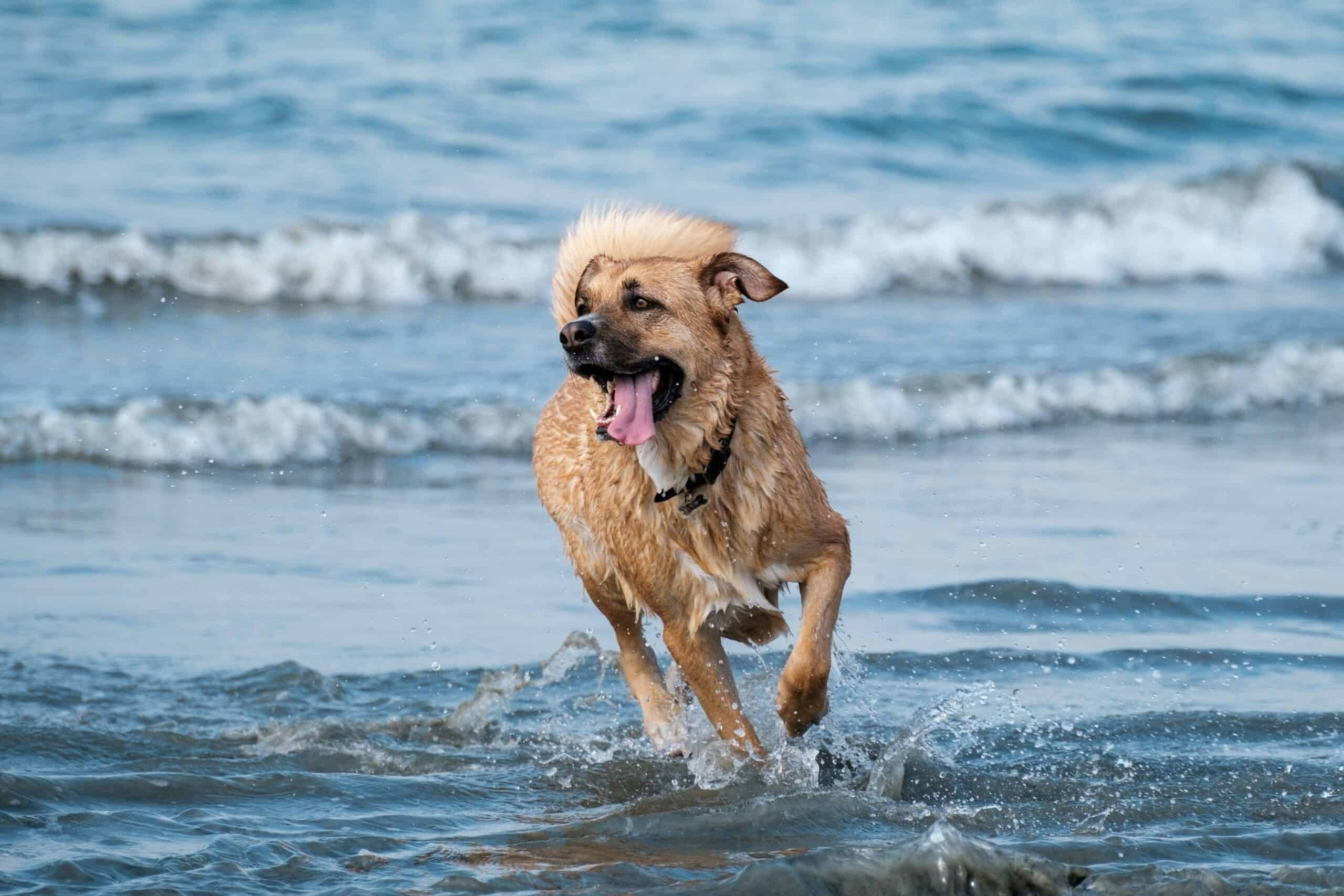 dog water safety dog water safety