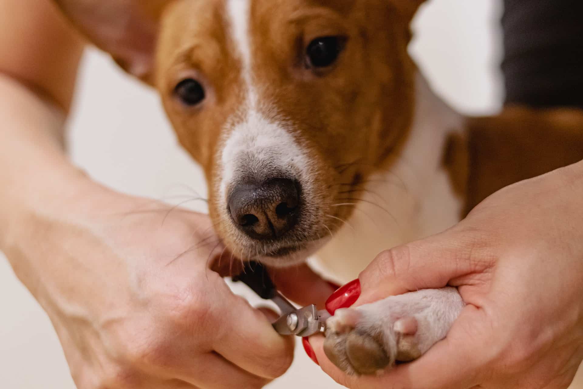 7 Tips for Clipping Your Dog’s Nails