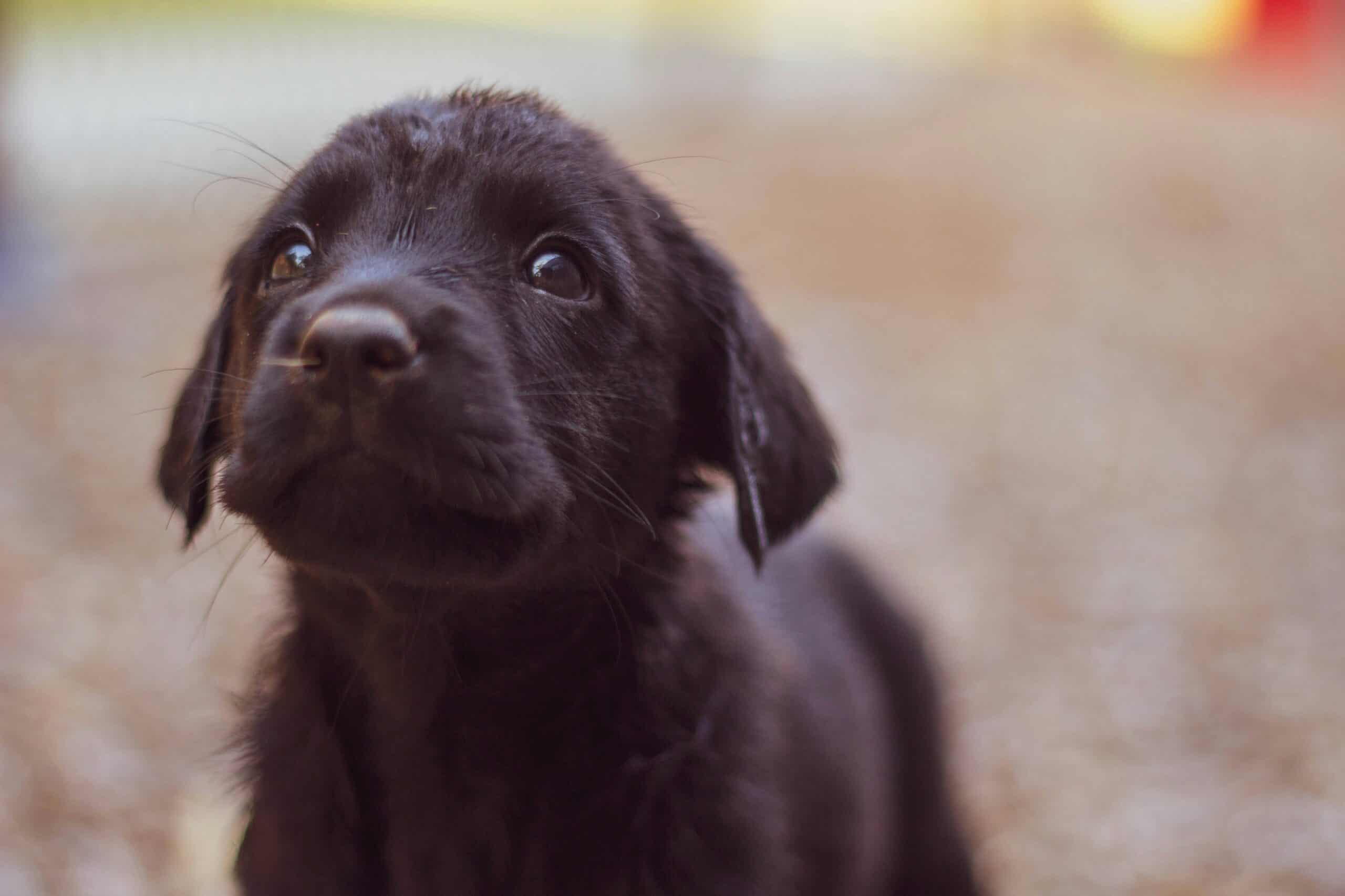 resources for new puppy and dog owners