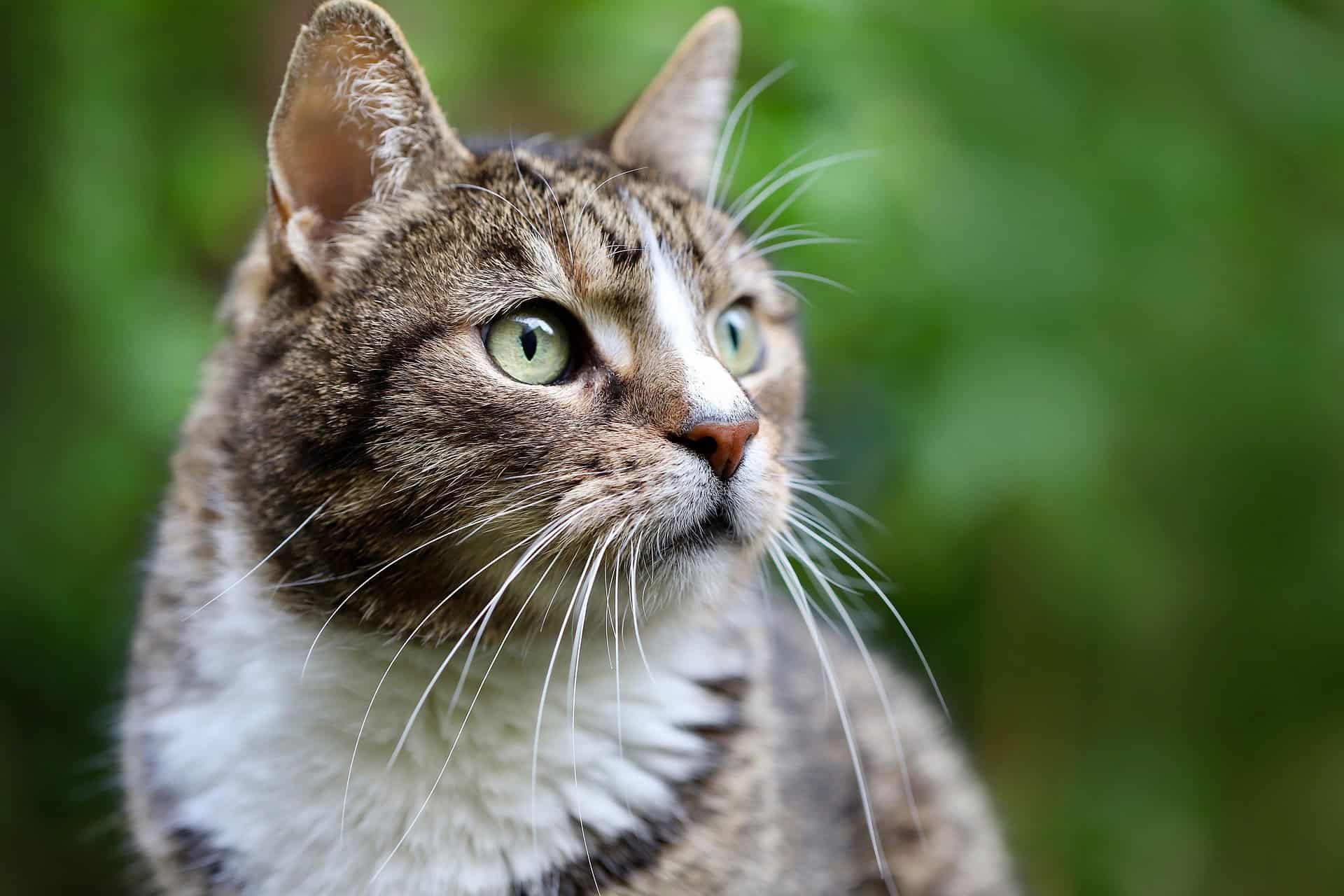 stomach ulcers in cats