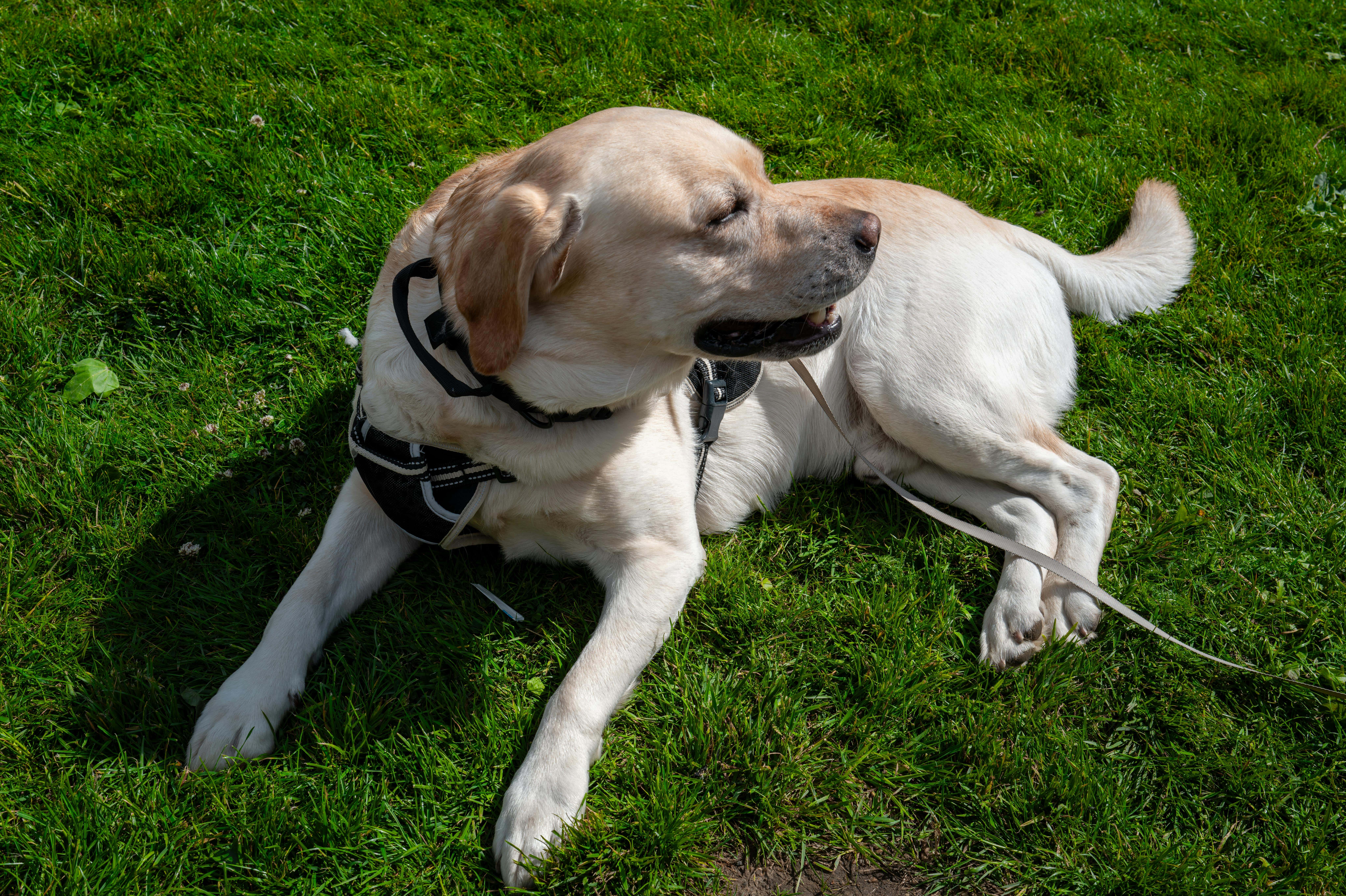 dog enjoying its time in the sun