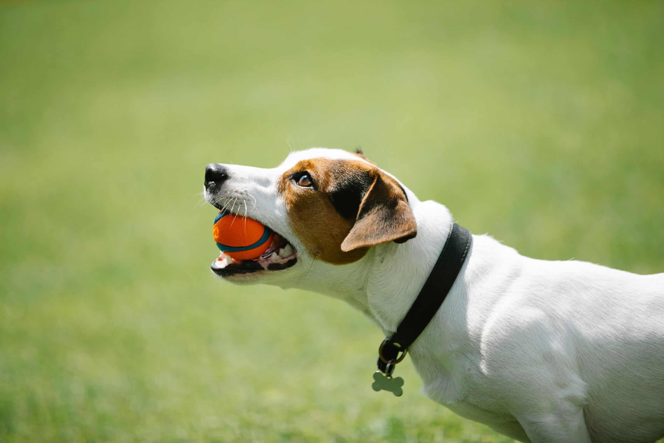 30+ Dog Training Stats Pet Owners Should Know