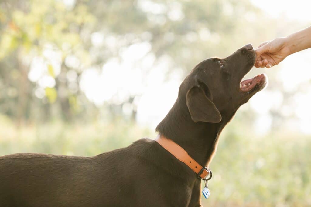 popular dog supplements popular dog supplements