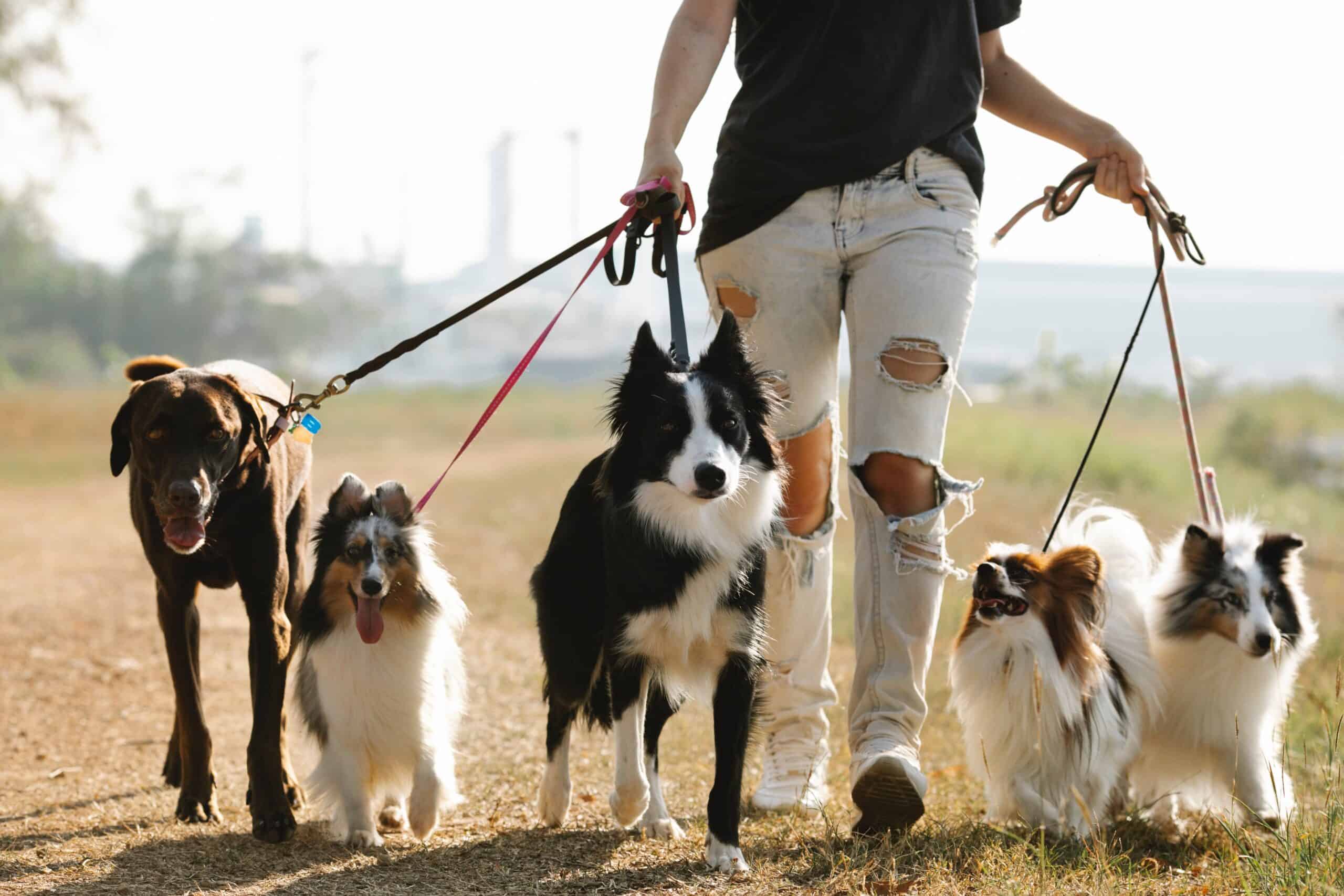 The Best Dog Breeds for Those Who Work All Day