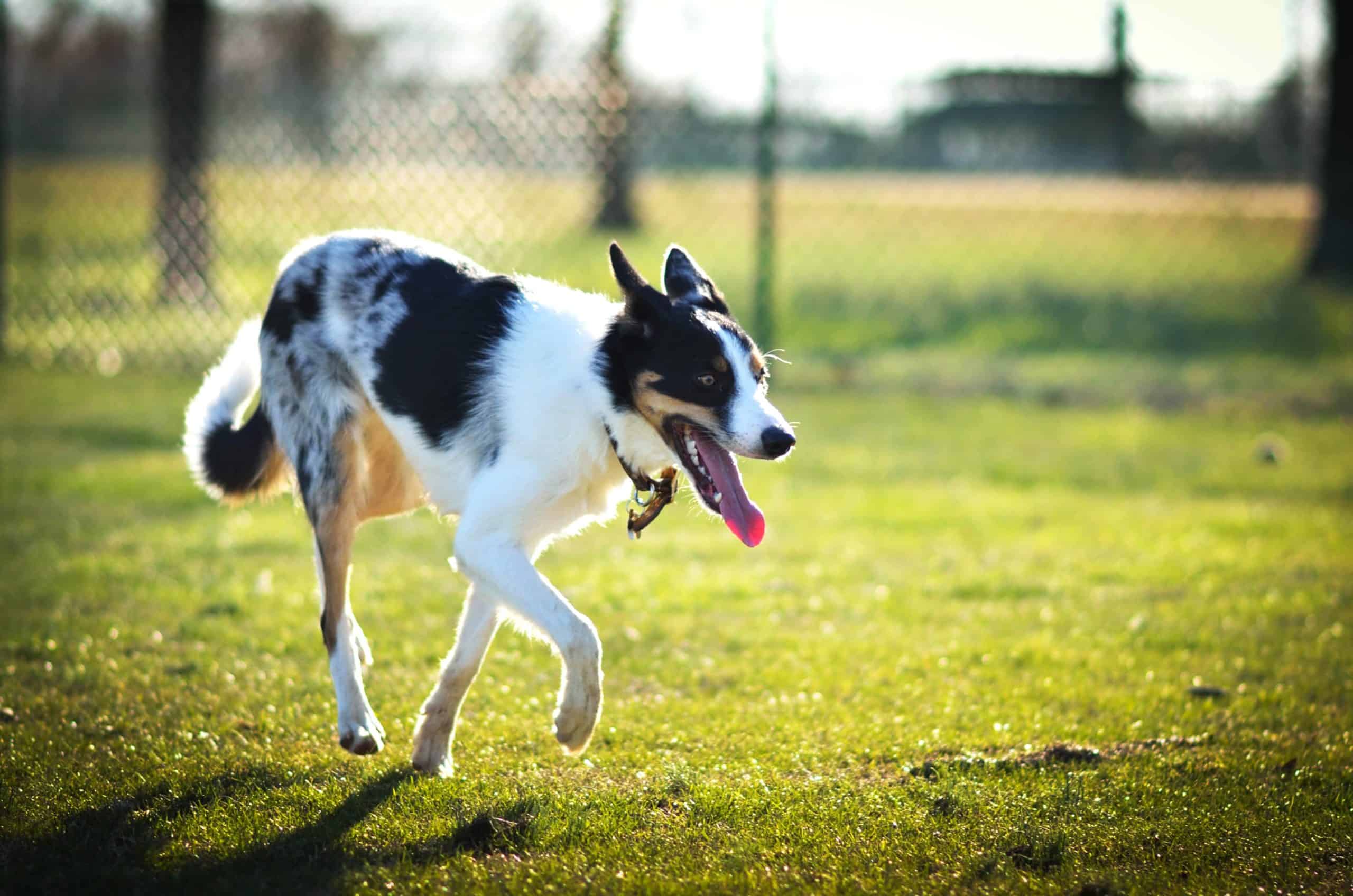 The Advantages of Choosing Dog Boarding vs. a Sitter