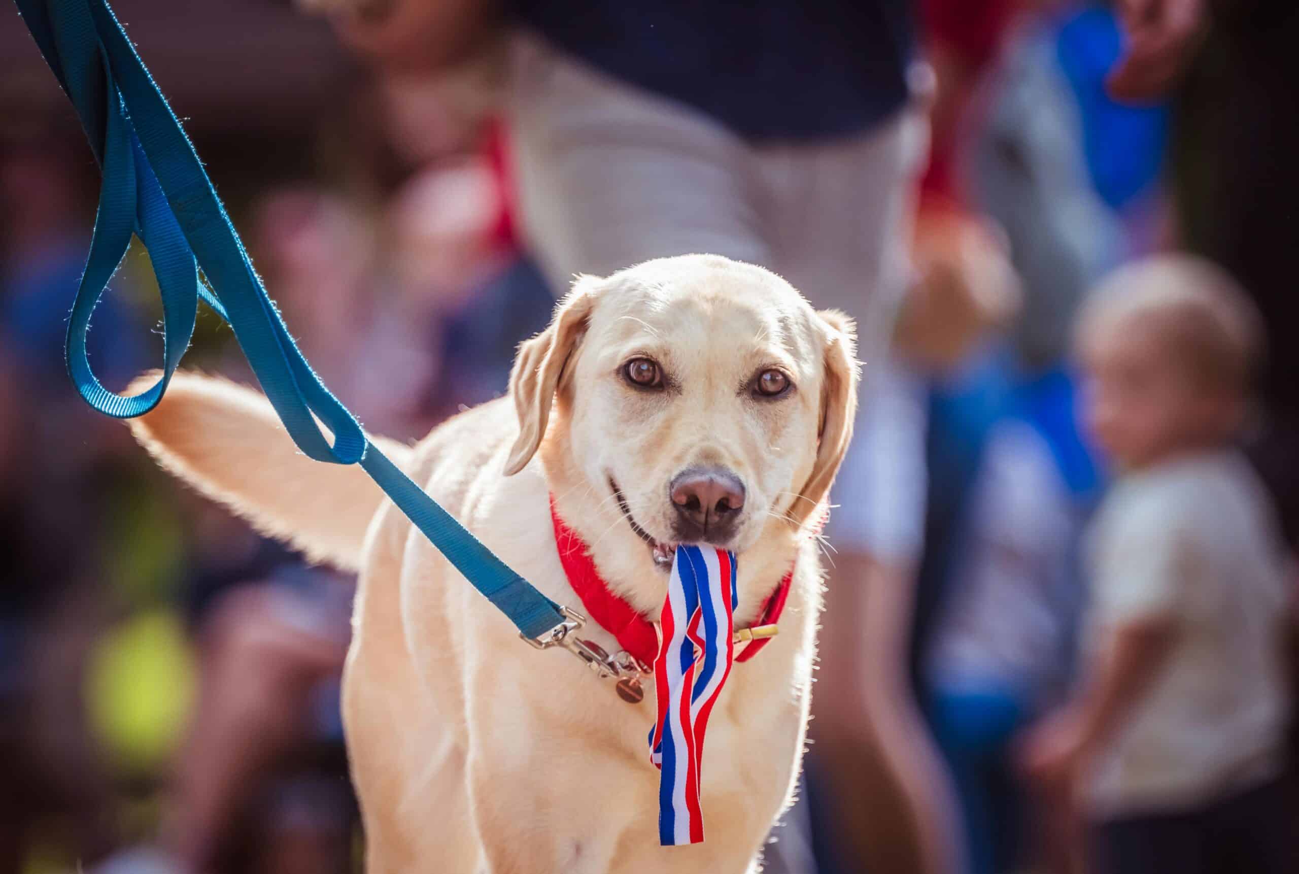 dog events and activities in Pittsburgh