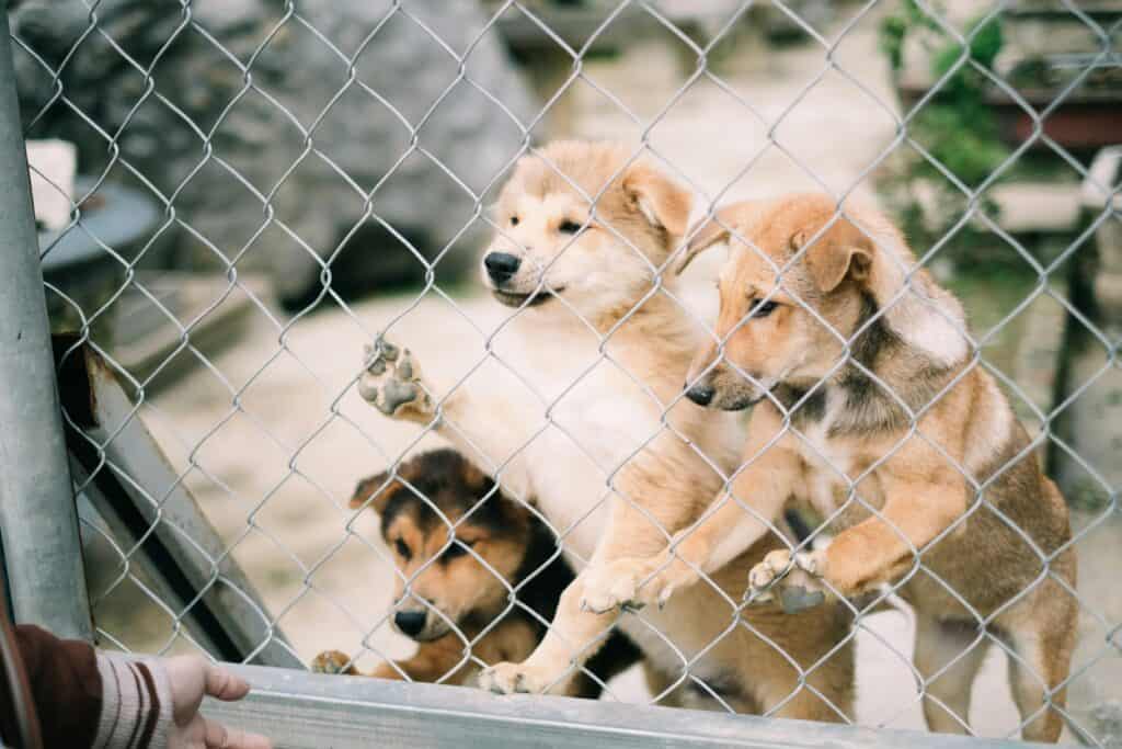 Pittsburgh dog adoption events