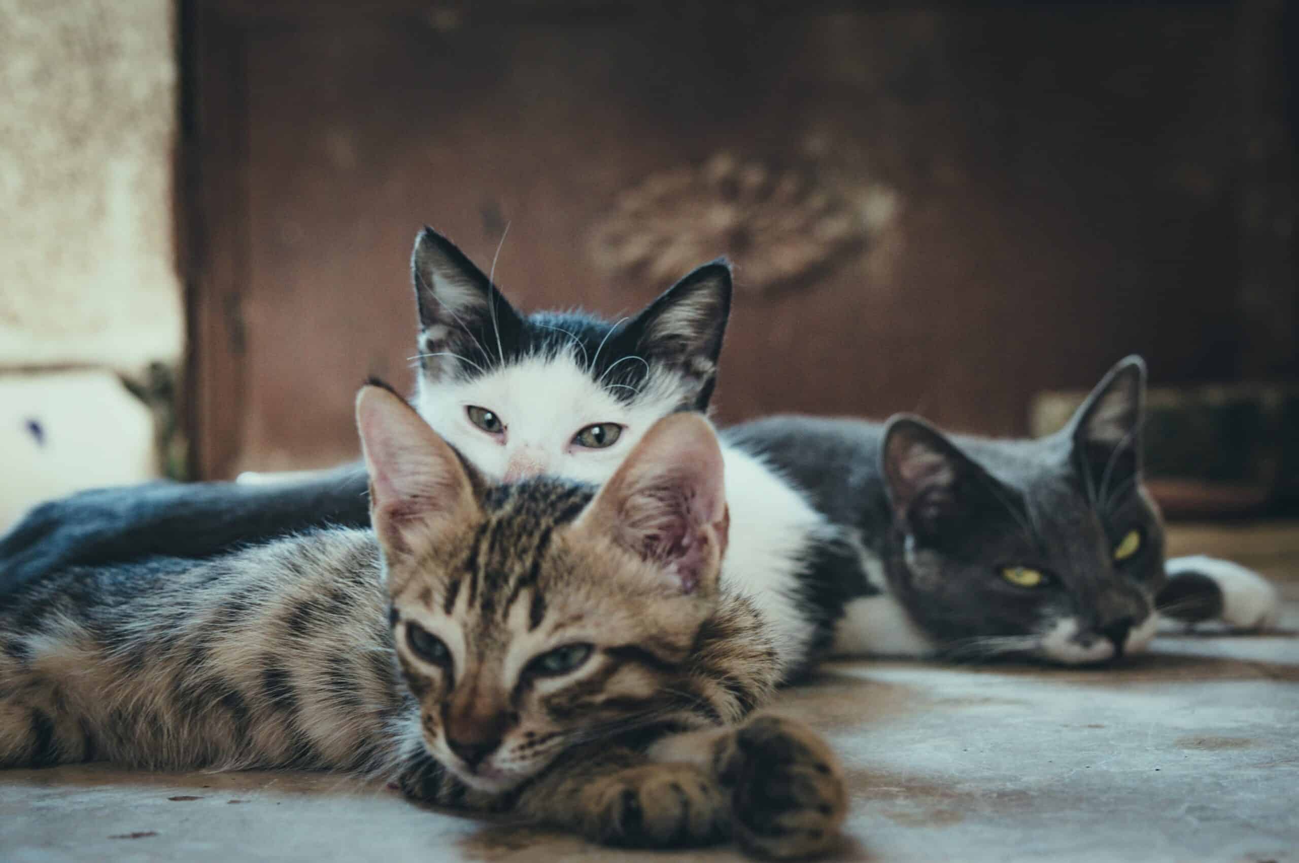 Facts and Stats About the Most Popular Cat Breeds