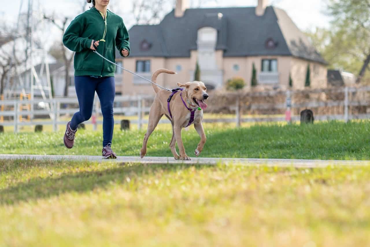 Should You Exercise Your Dog Before Training?