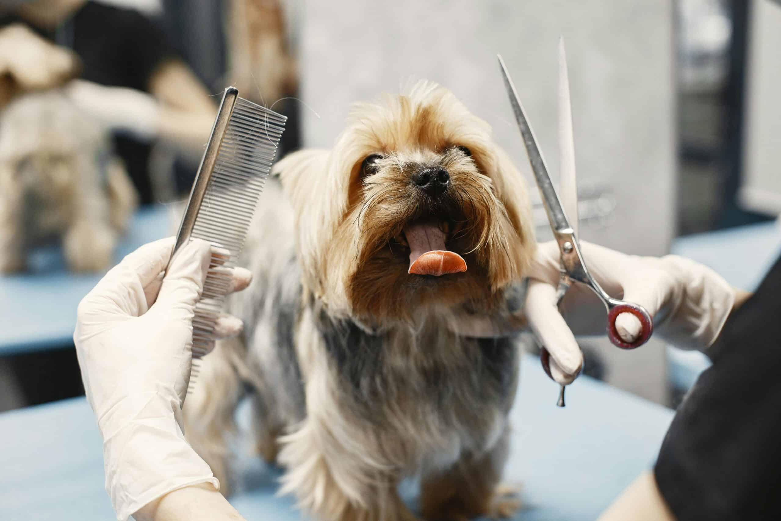 5 Reasons to Regularly Groom Your Pet