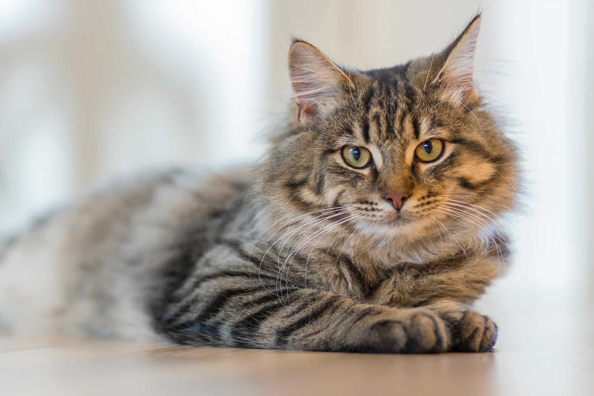 Cat lying down