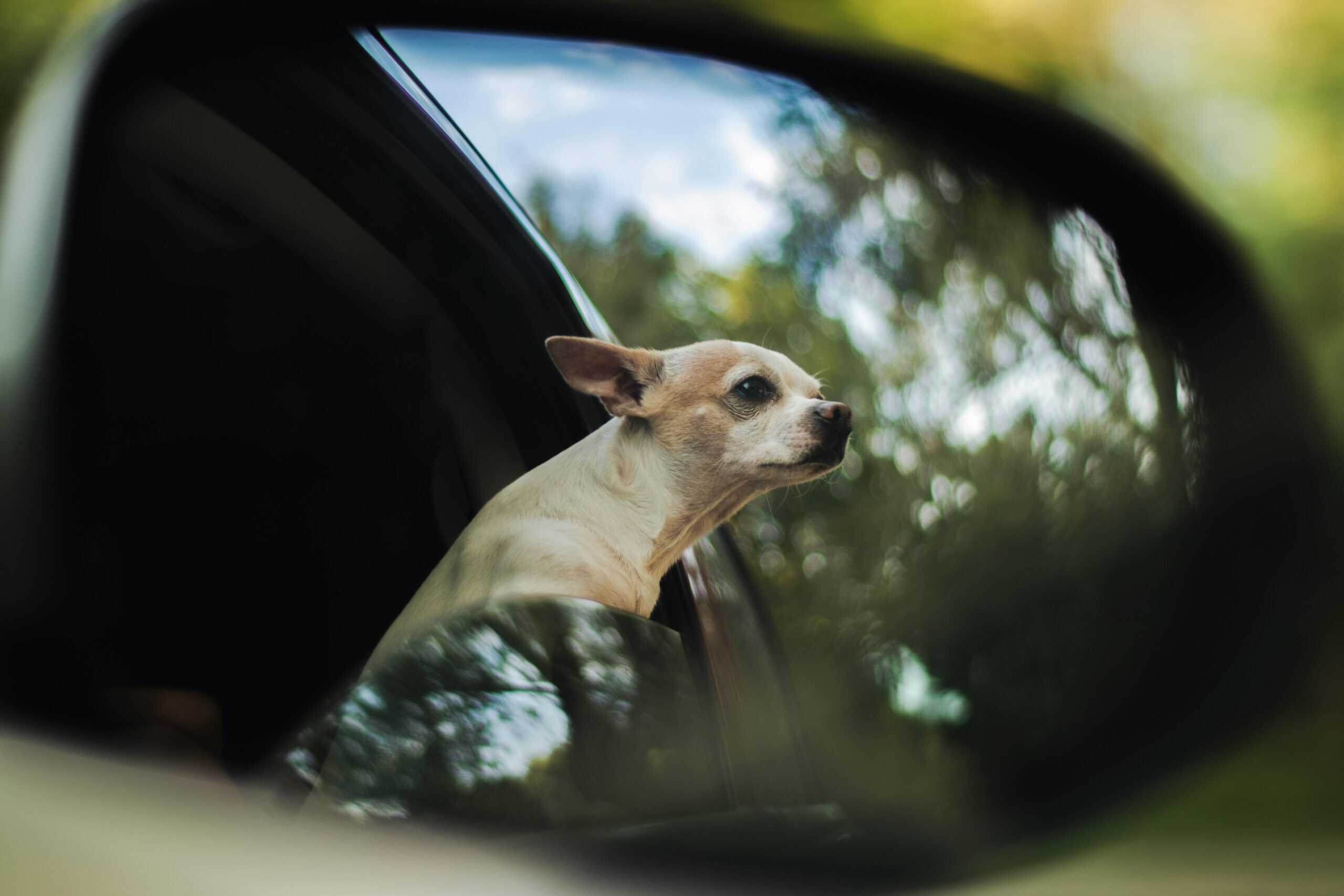 how to successfully road trip with your dog