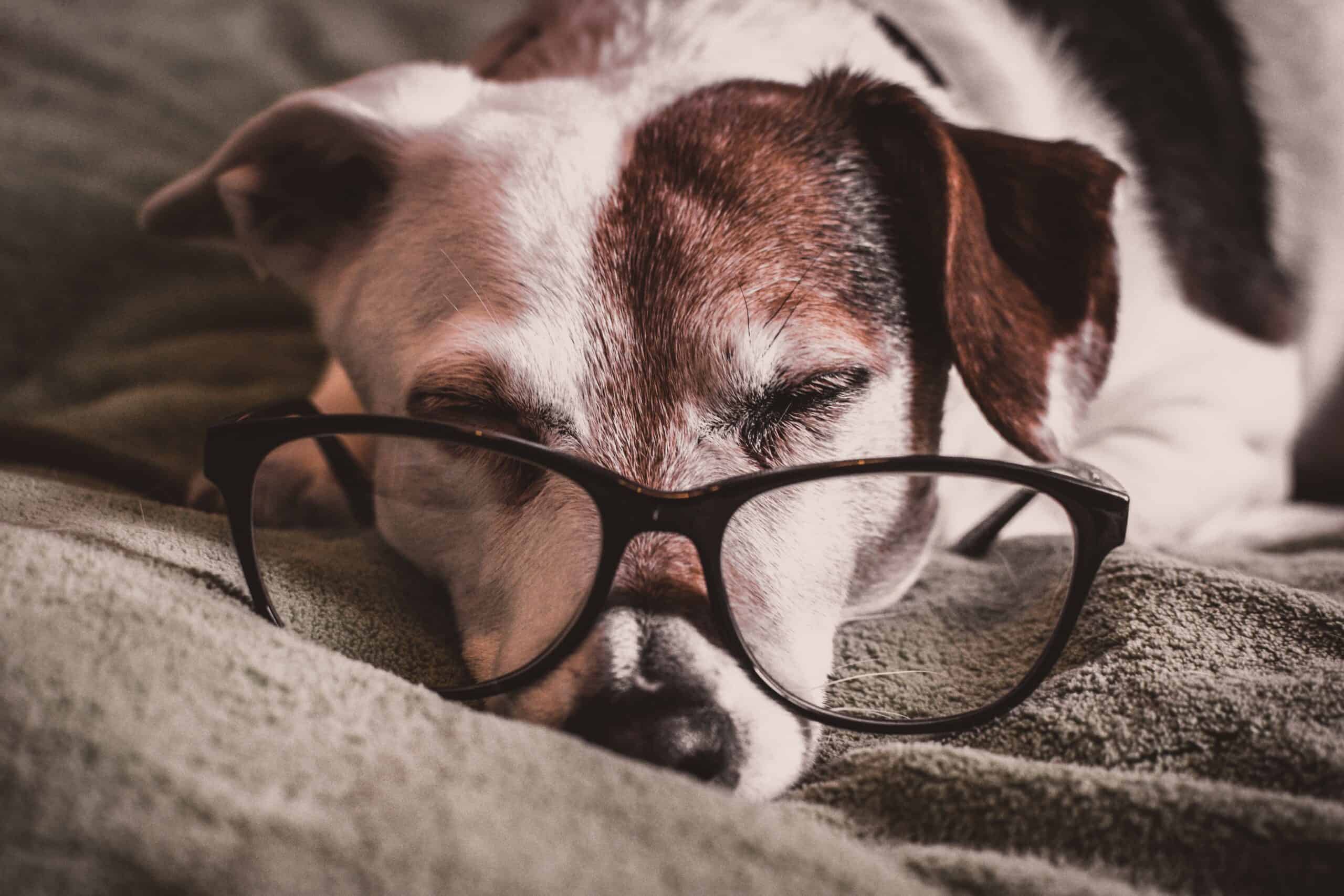 Ways to keep your senior dog comfortable