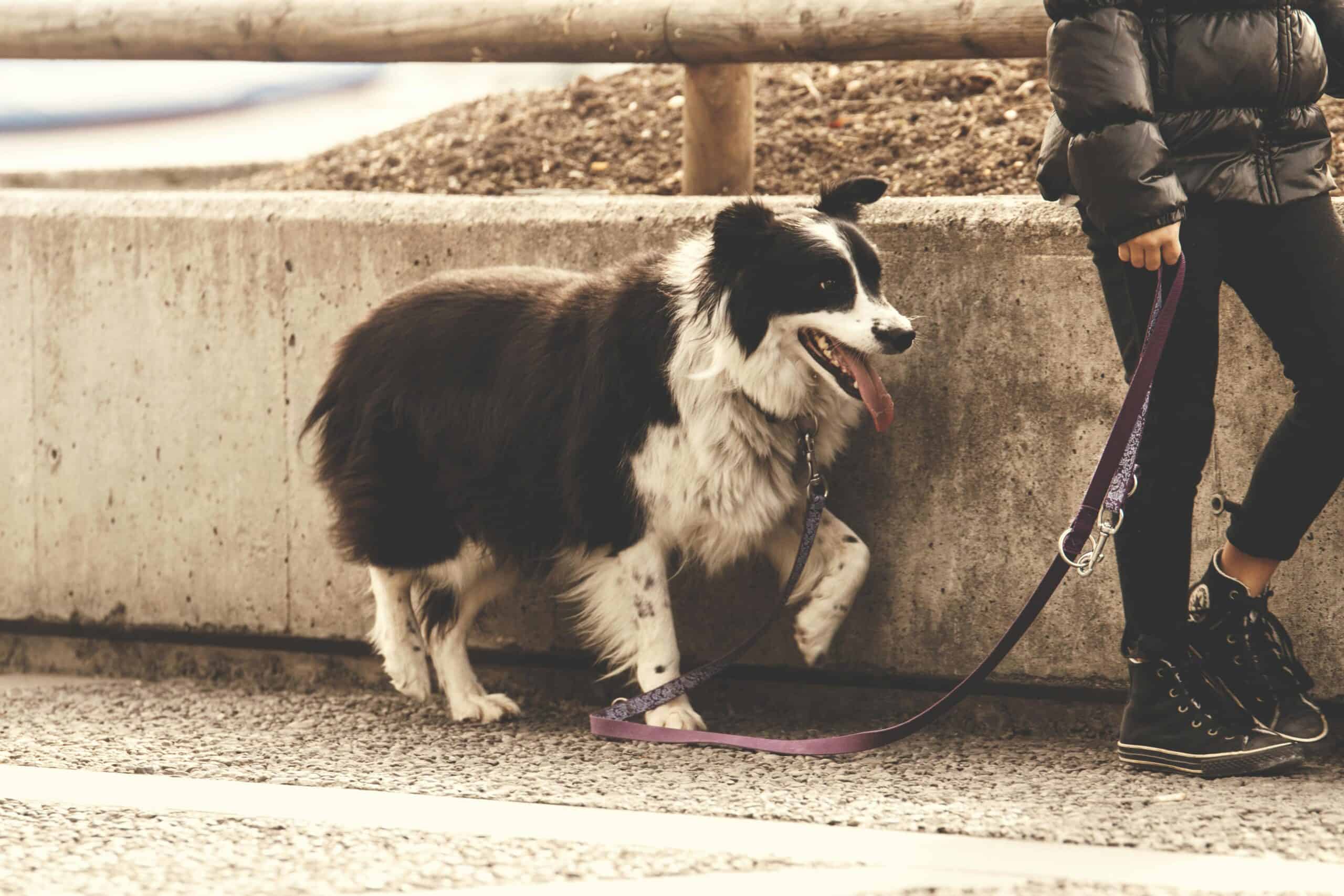 10 Essential Dog Walking Training Tips