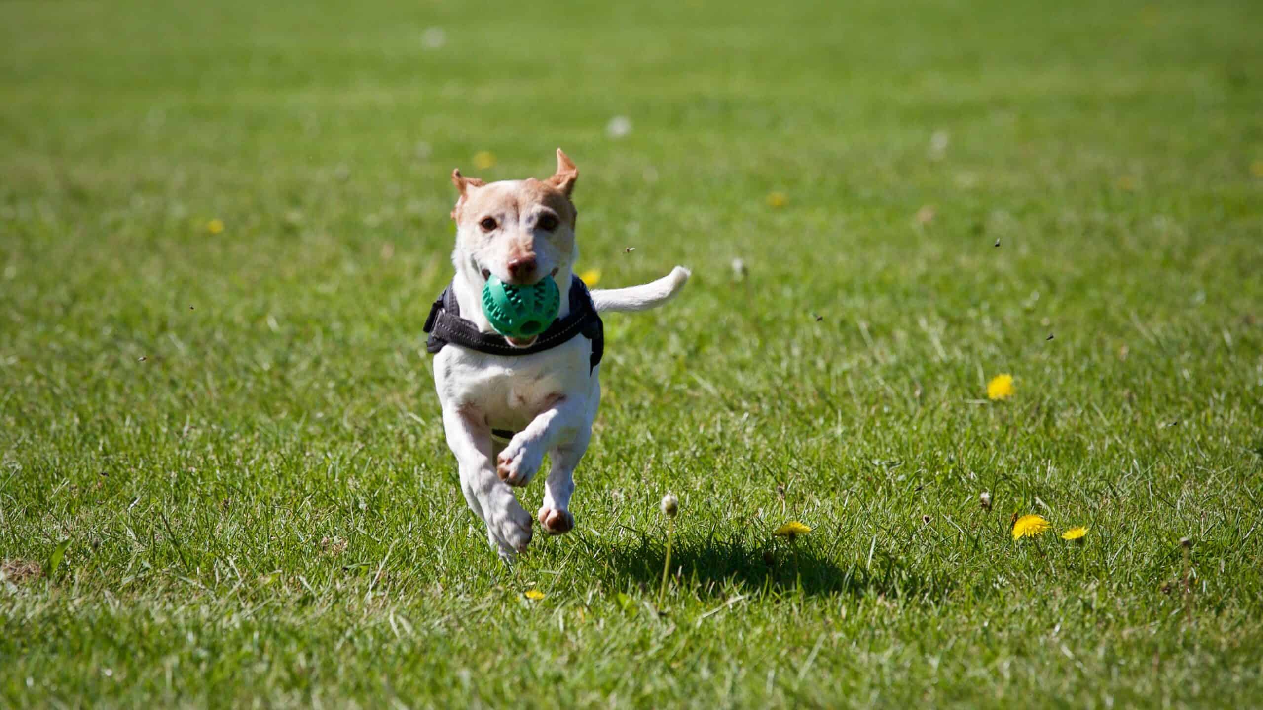 5 Ways to Prepare Your Dog for Boarding
