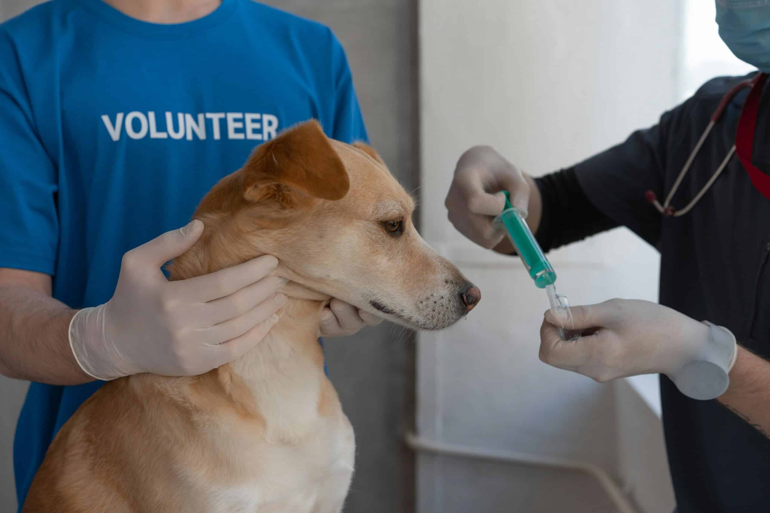 dog vaccine schedule
