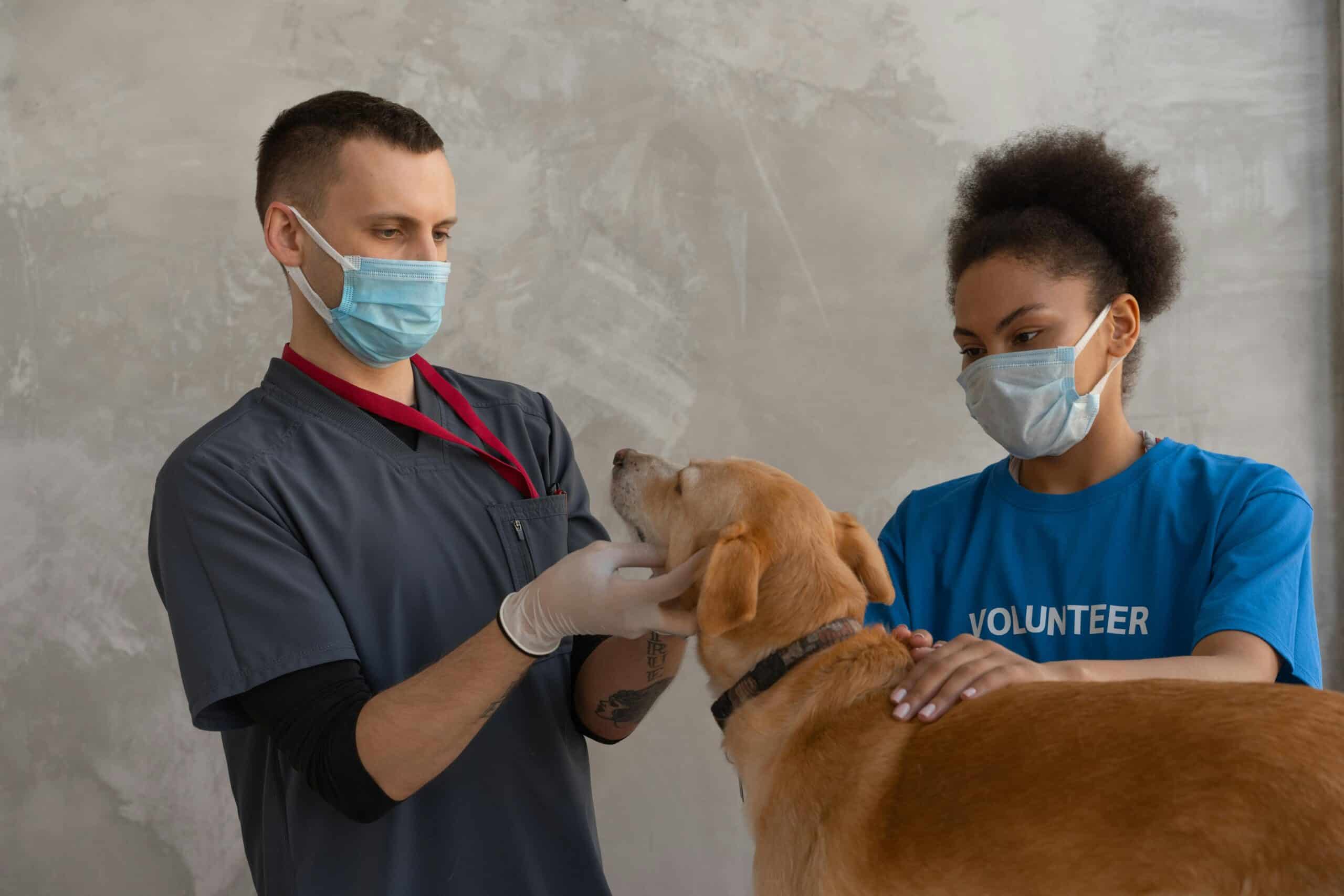 pet vaccines