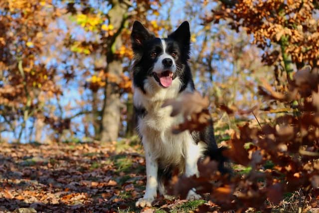 7 Great Fall Activities for Your Pet in Southwest Ohio
