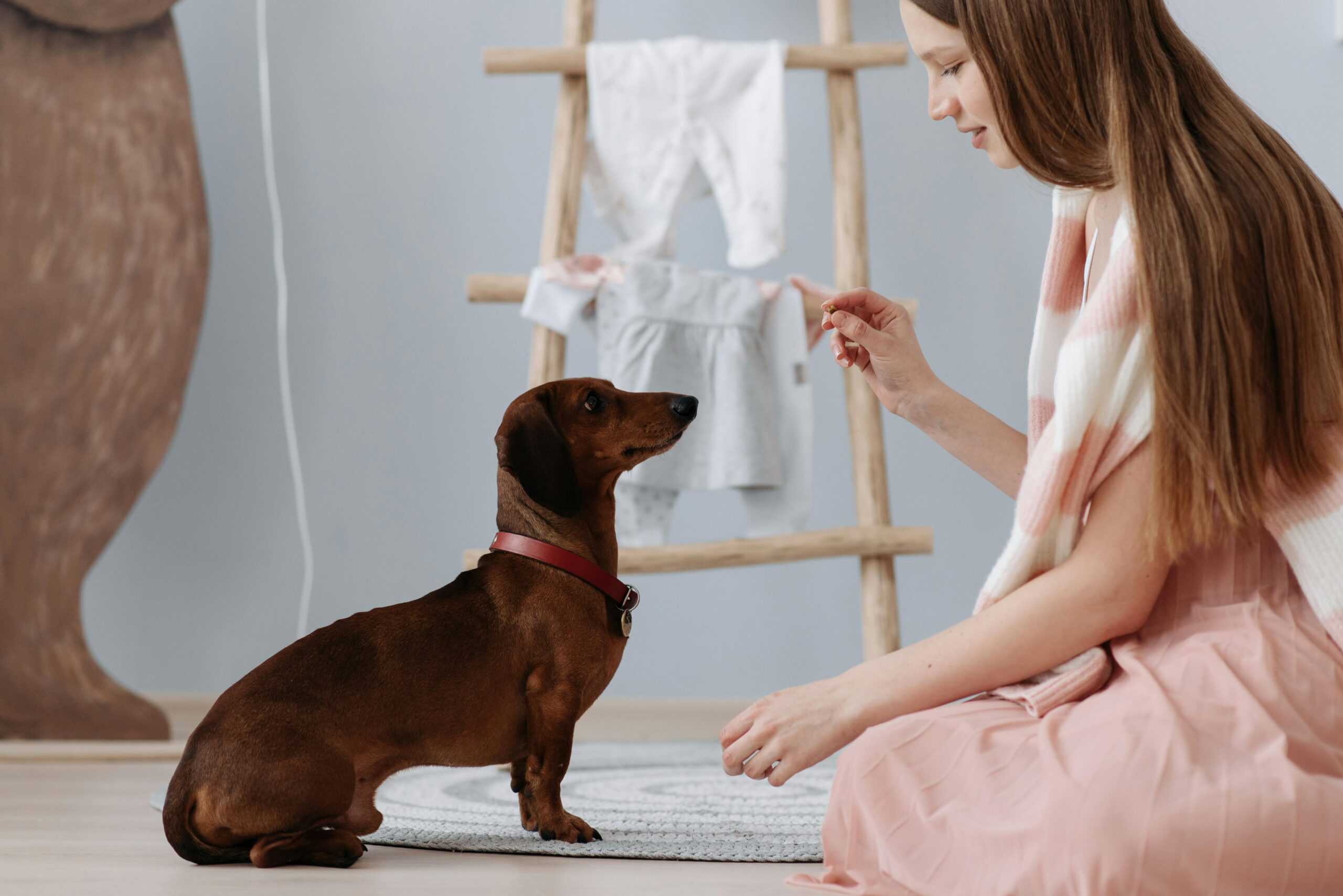 Dog Treats for Training: Benefits, Tips, and the Best Ones to Buy