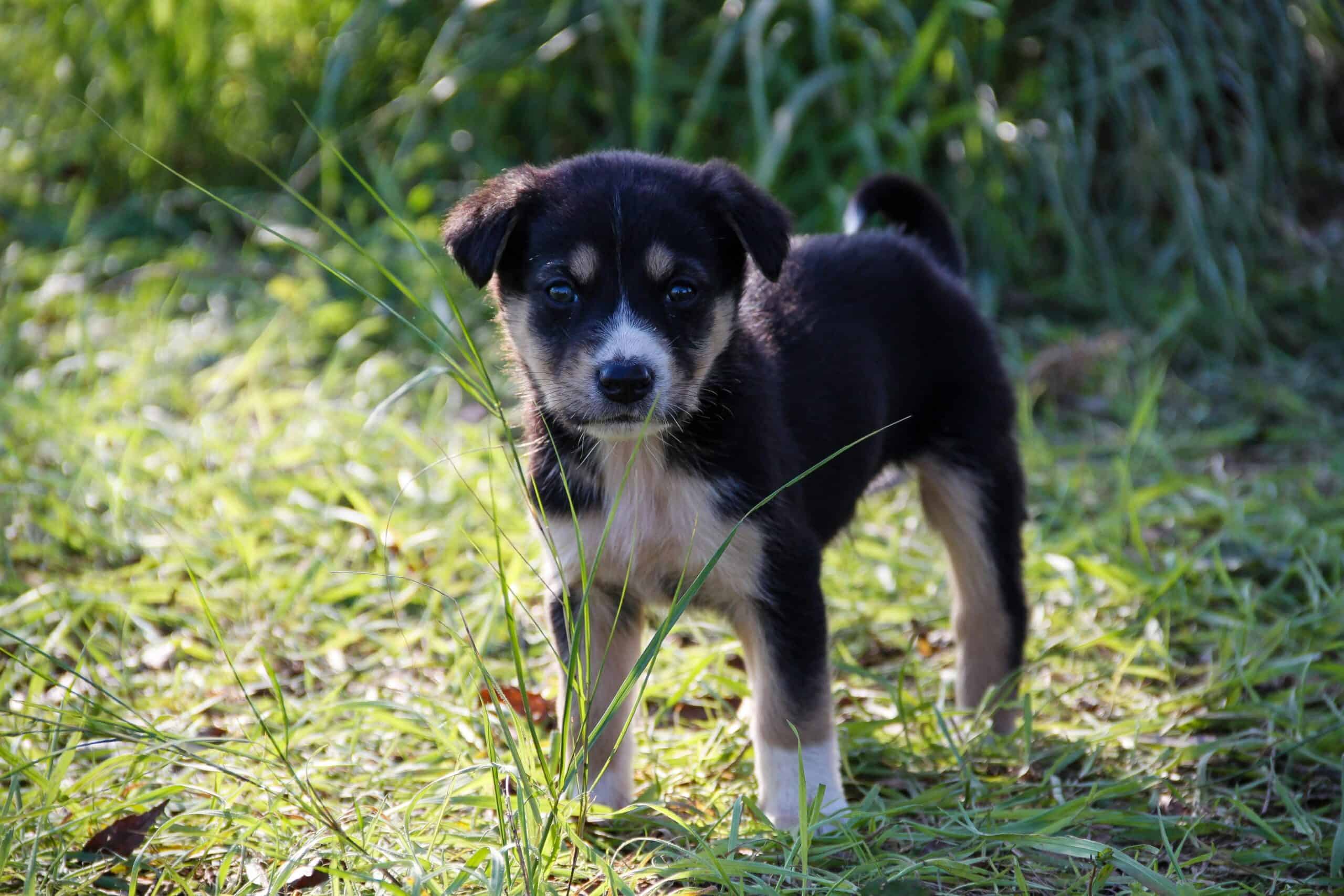 Puppy Potty Training 101: Tips for Getting Your Pup to Go Outside