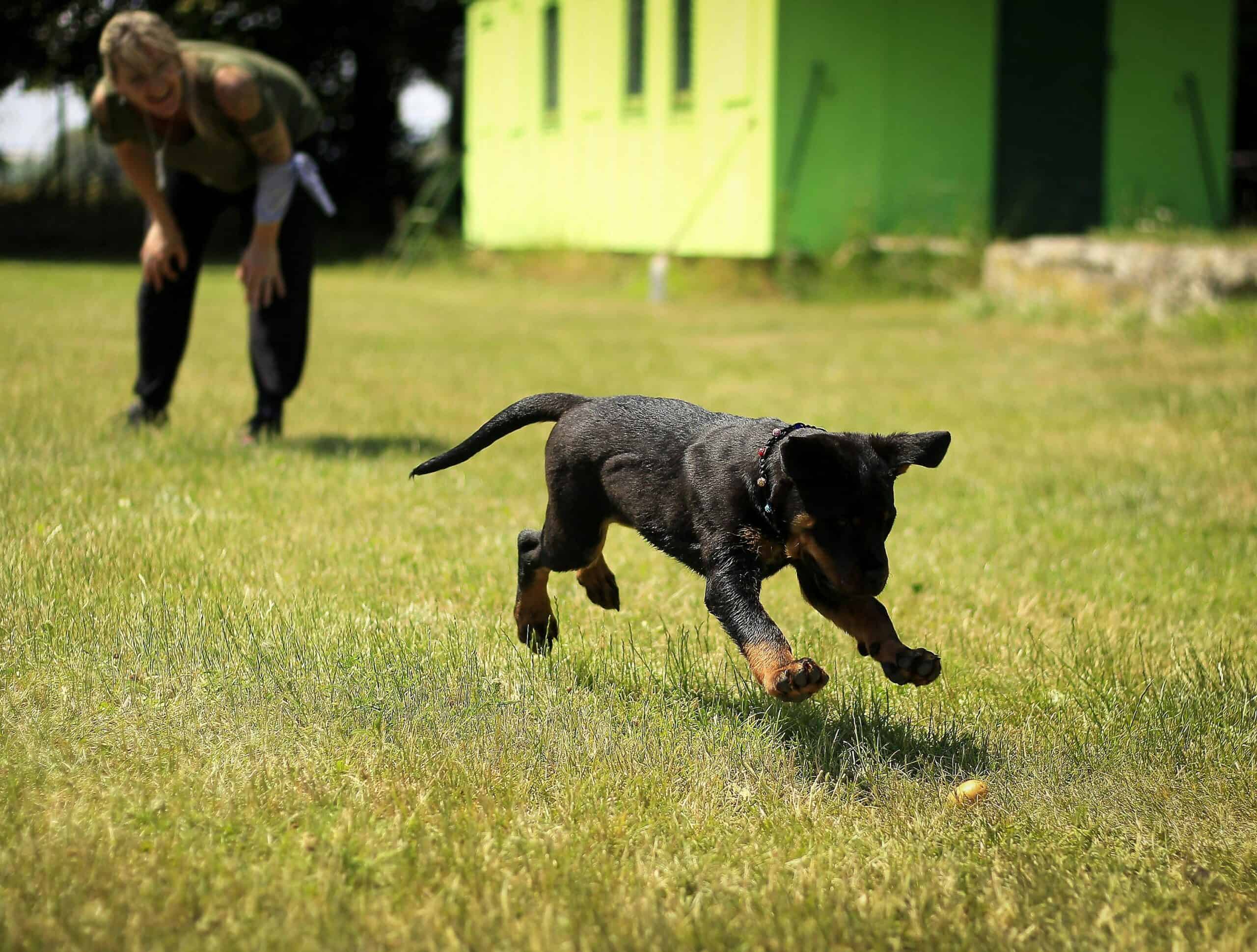 Dog Training 101: Everything You Need to Know About Training Your Dog