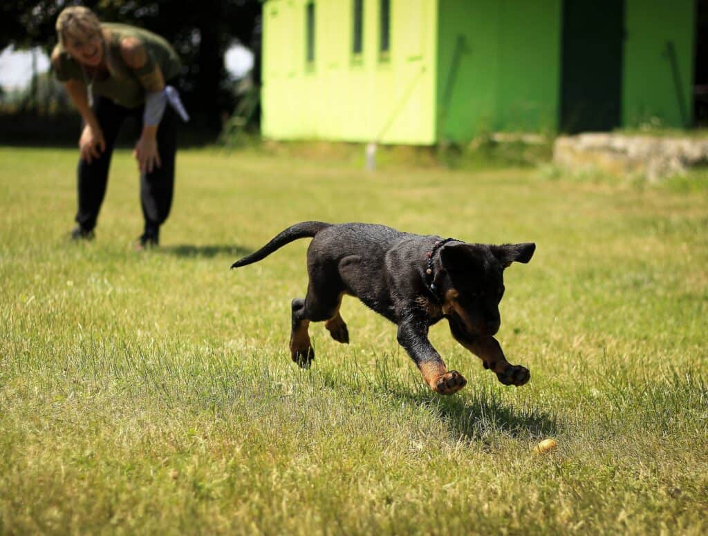The Five Benefits of Obedience Training